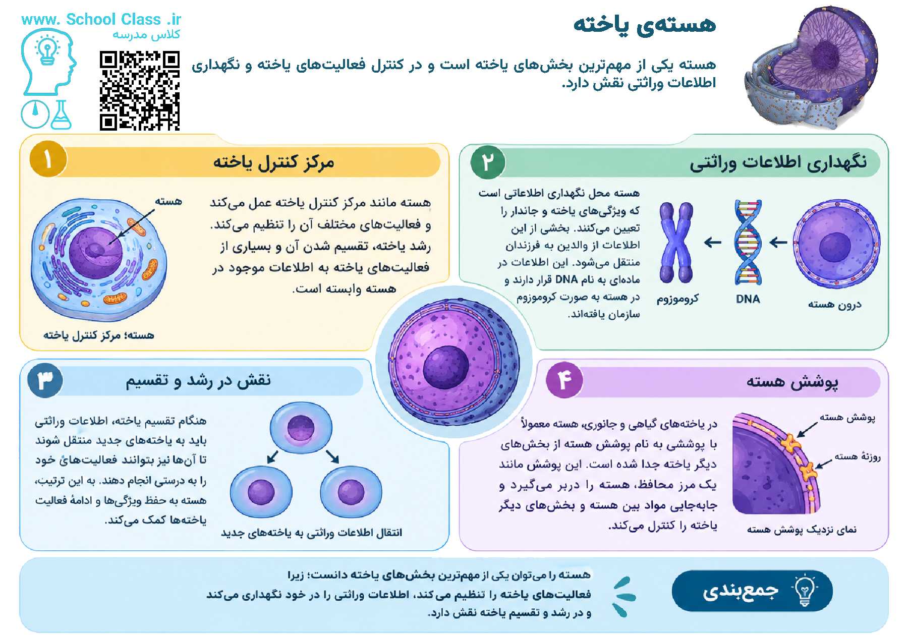 هسته یاخته