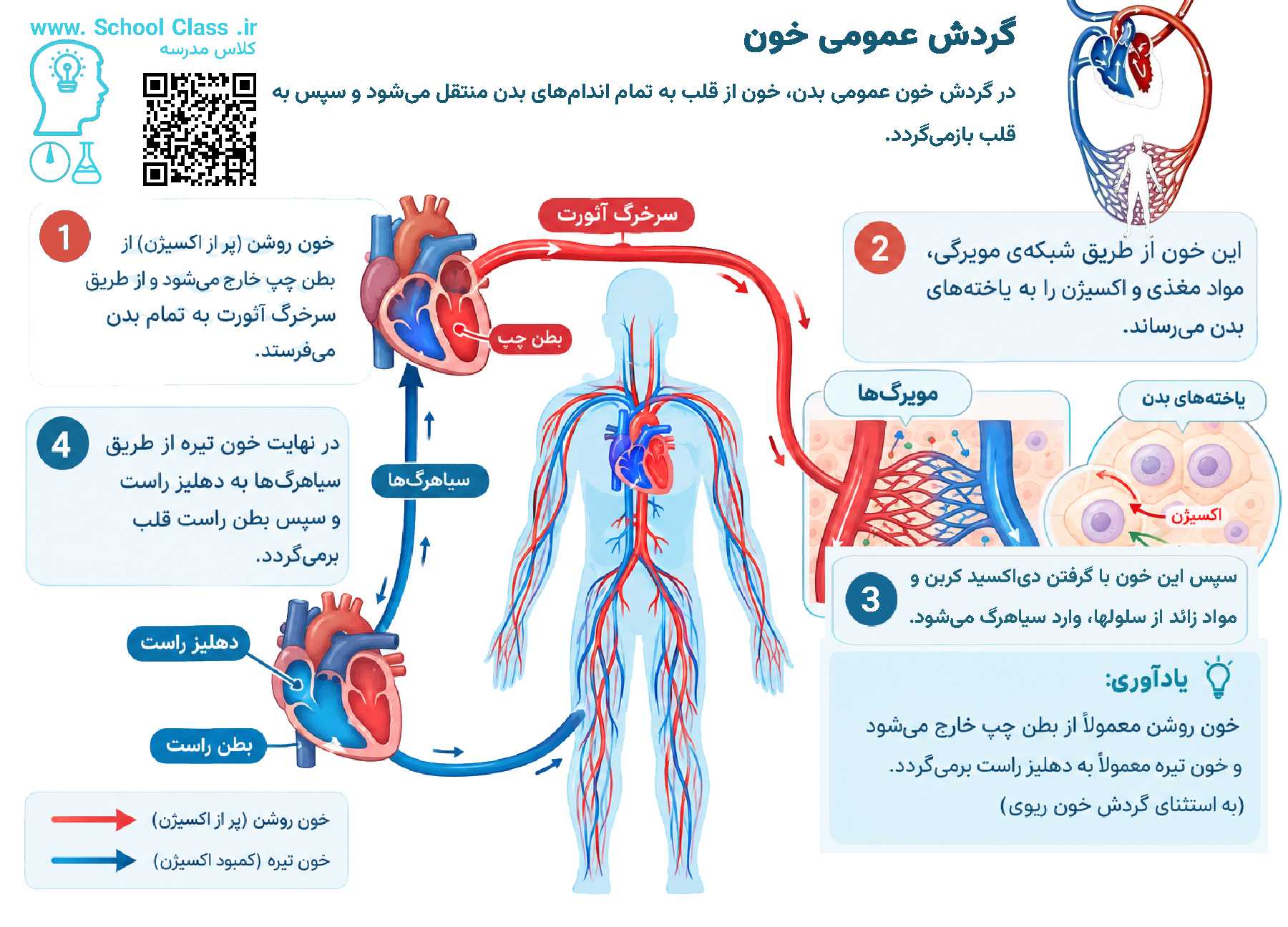 گردش عمومی خون