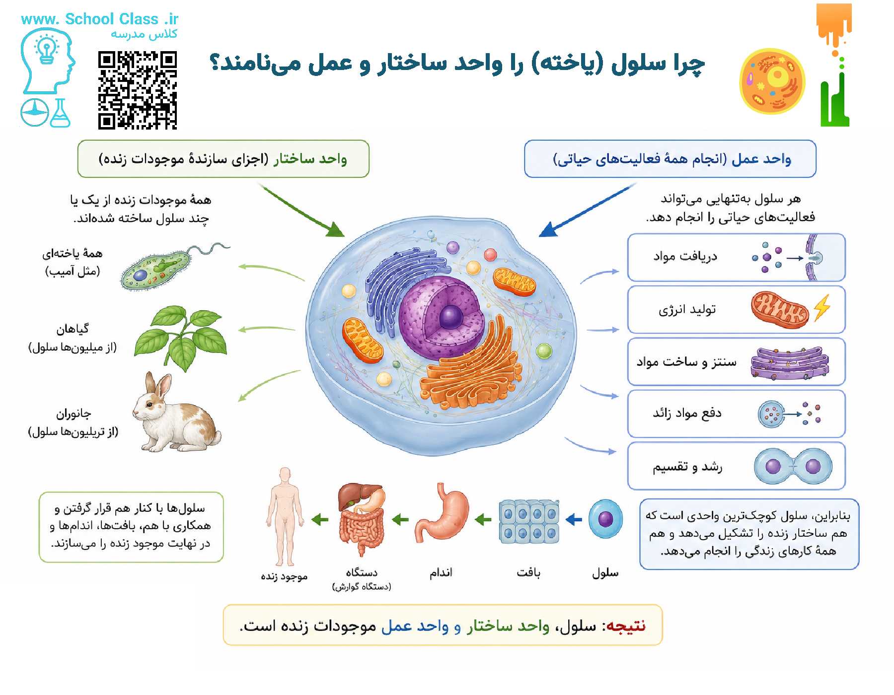 ساختار و عمل در سلول