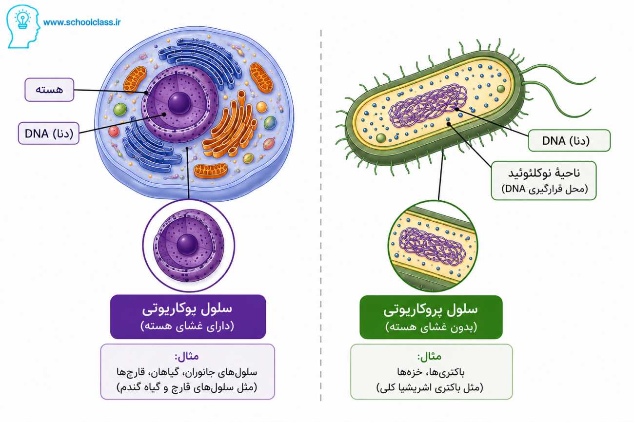 تفاوت سلول یوکاریوت و پریکاریوت